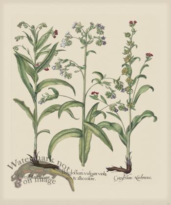 Besler 243 Colored  B2